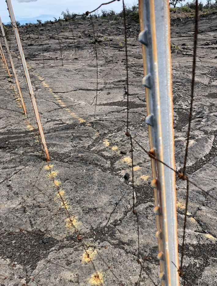 A wire fence with a large gaping hole in it. The wire is a corroded brown/orange color and the fence posts are skinny and look to be made of silver metal. This fence is on rocky terrain.