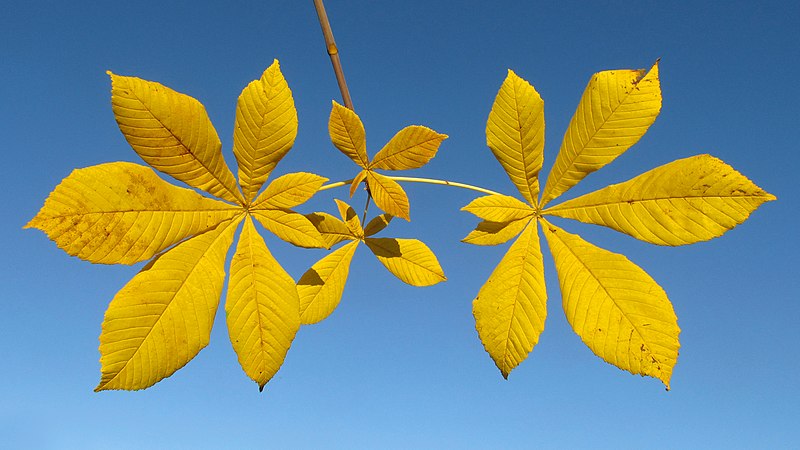 yellow paddle-shaped leaves connected at a central point.