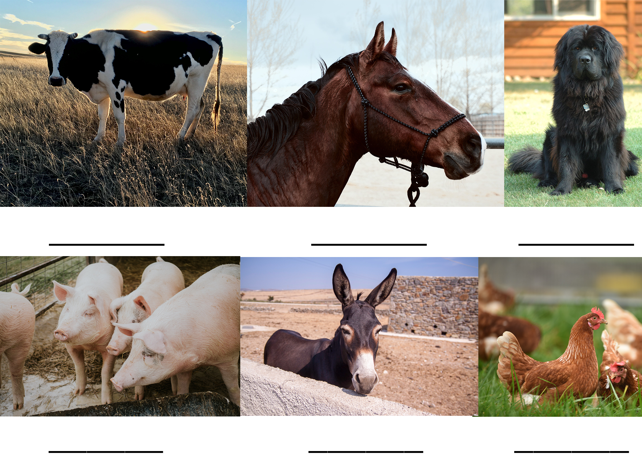 Six images of animals. From left going clockwise, a black and white cow, a brown horse, a black dog, four pink pigs, a brown mule, and a brown chicken.