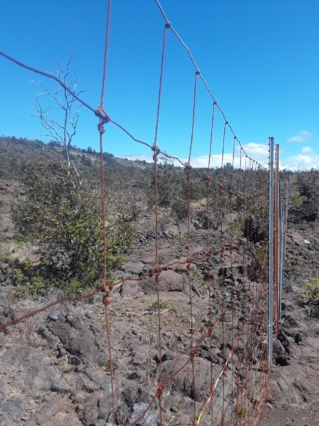 A fence made of corroded, brown/orange colored wire. The fencing has repetitive, small, squares and skinny metal fence posts stuck into gray, rocky ground.