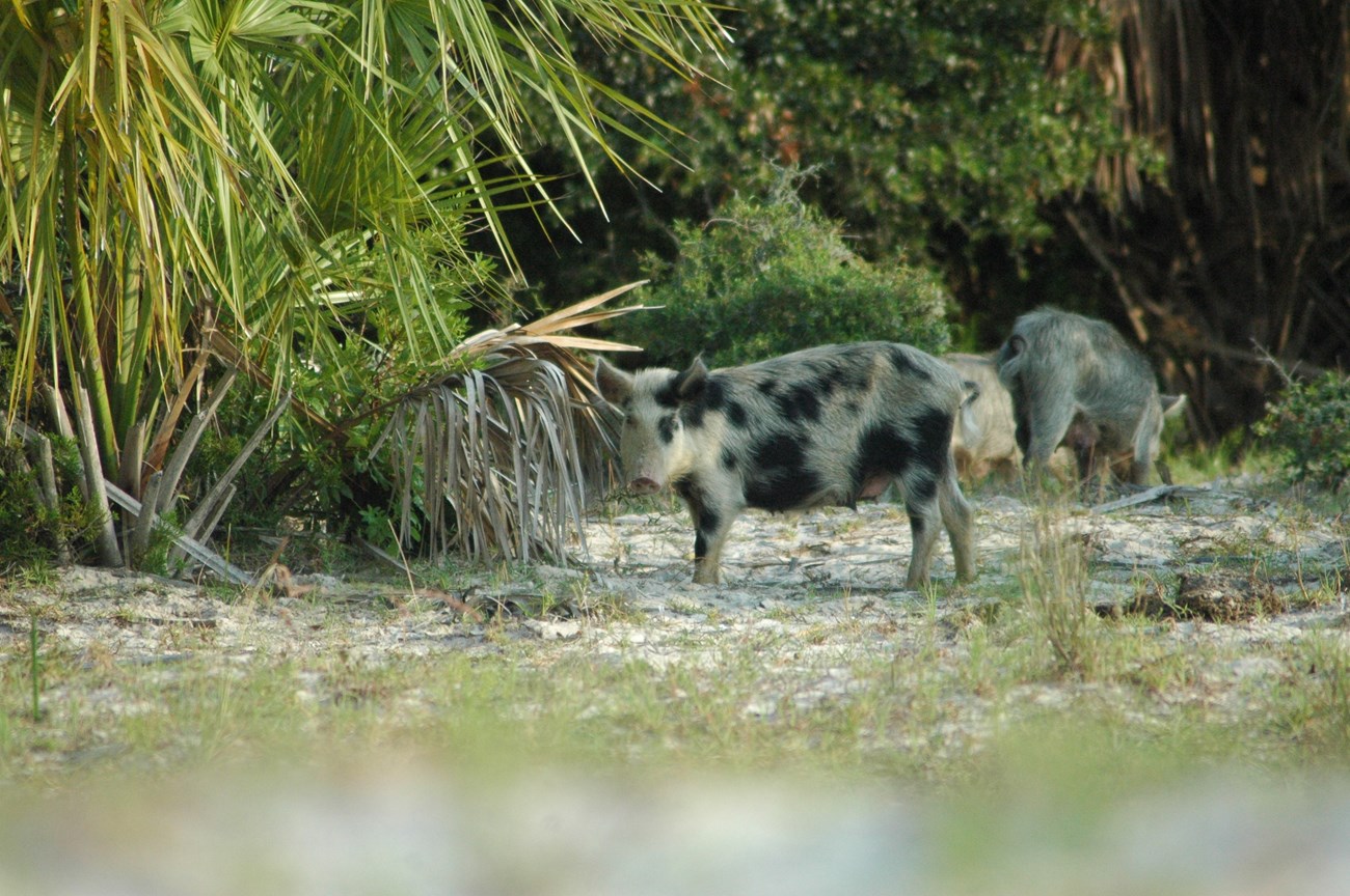 Feral pig in the brush on the beach looking at the camera with wither pigs in the background.