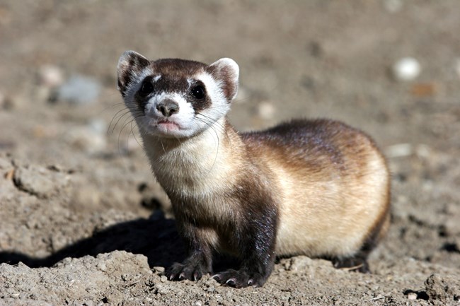 Masked Bandits Black Footed Ferrets In Wind Cave Us National Park Service 8612