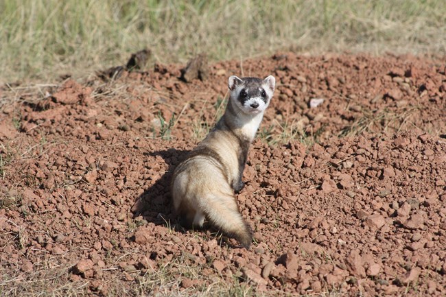 Sandy ferret with bushy tail turning to face the camera