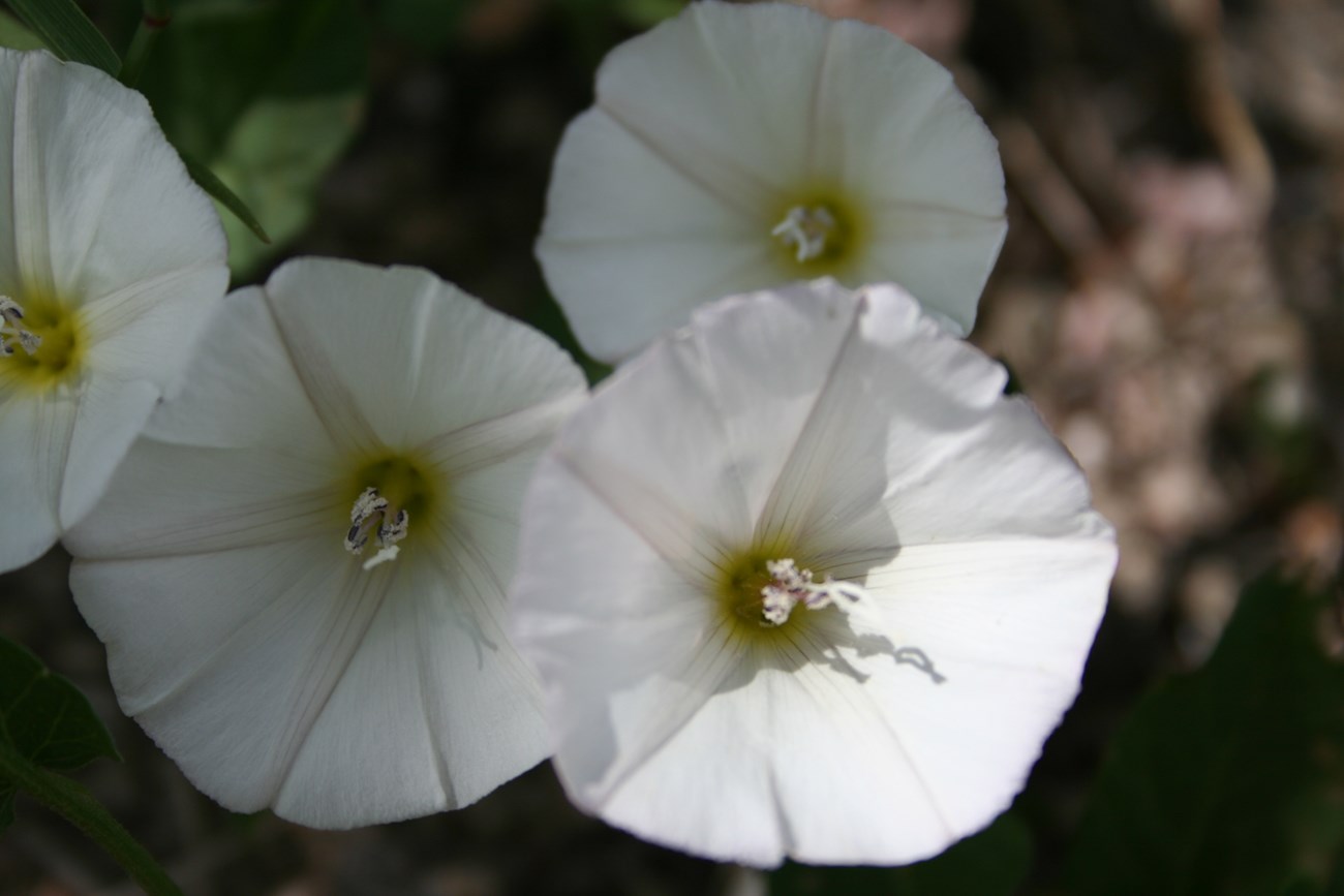 Cluster of white, funnel-shaped flowers with yellow centers and delicate veins.