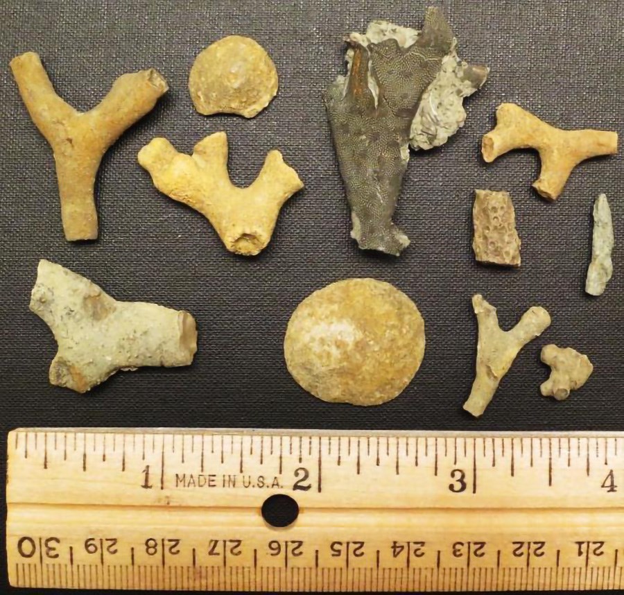 Photo of a collection of small fossils.