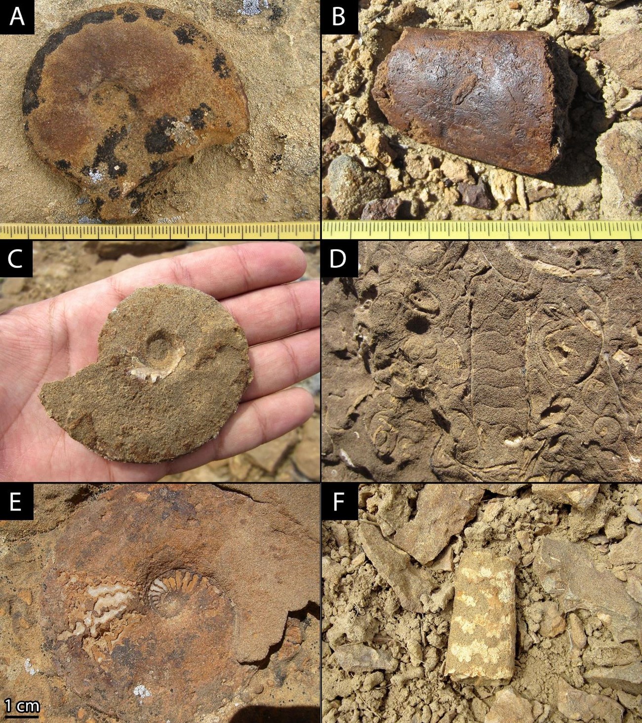 Six photos of fossils .