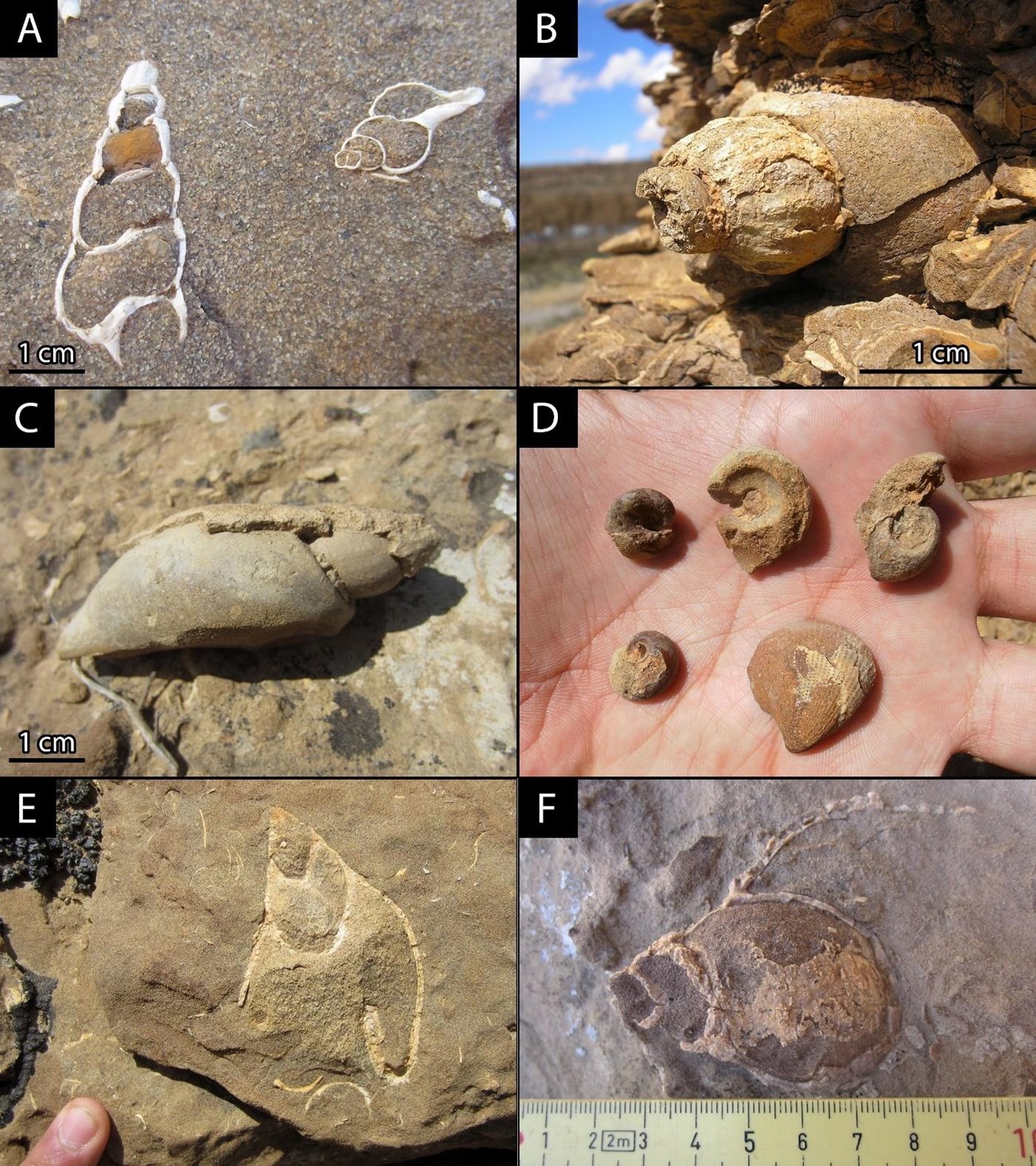 Six photos of fossil shells.