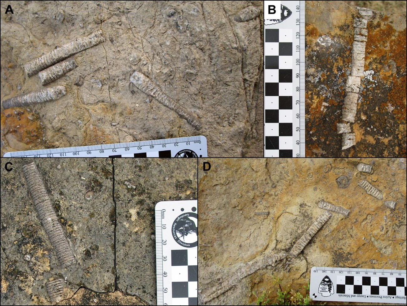 Four photos of long, slender fossils.