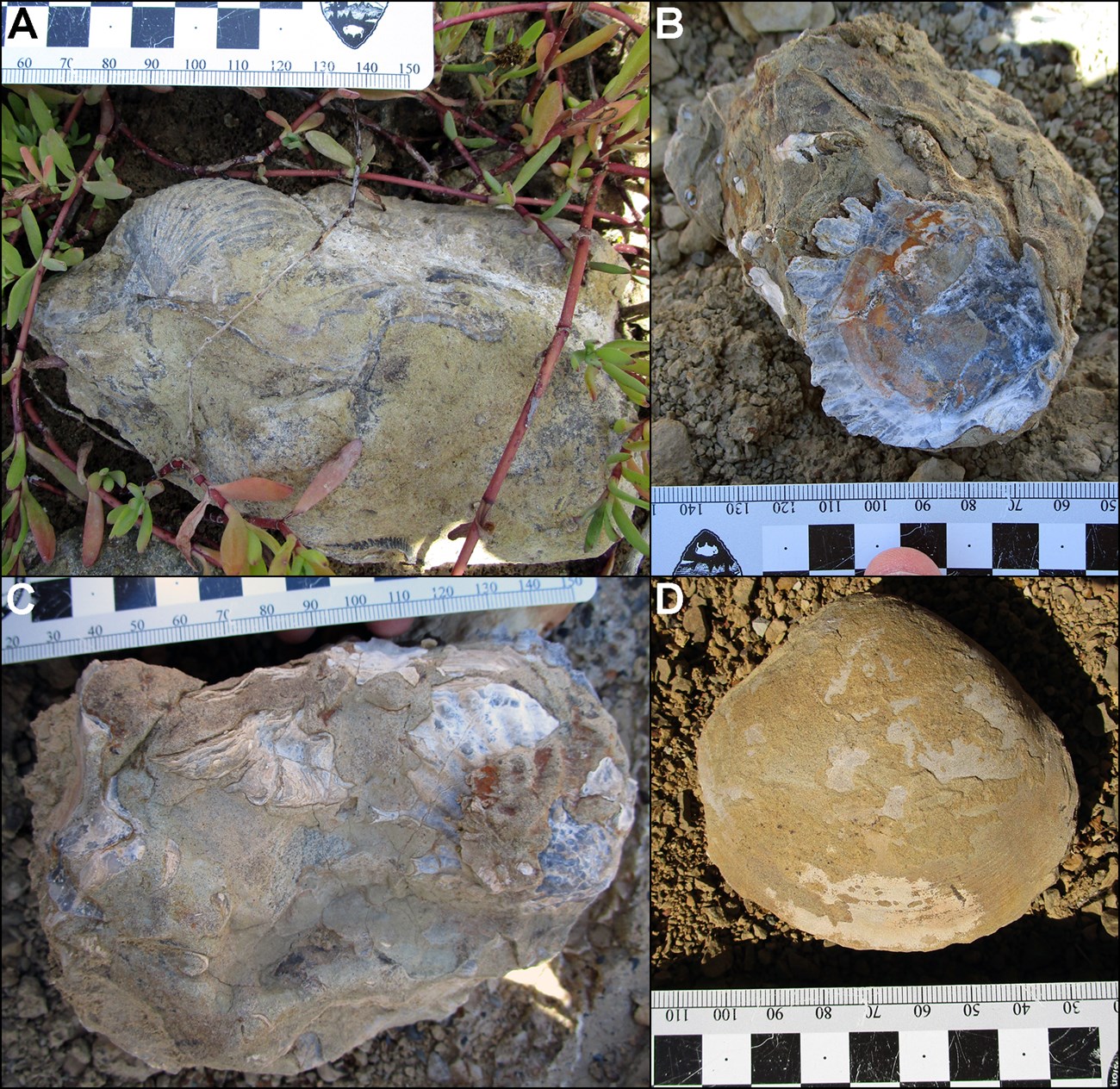 Four photos of fossil shells.