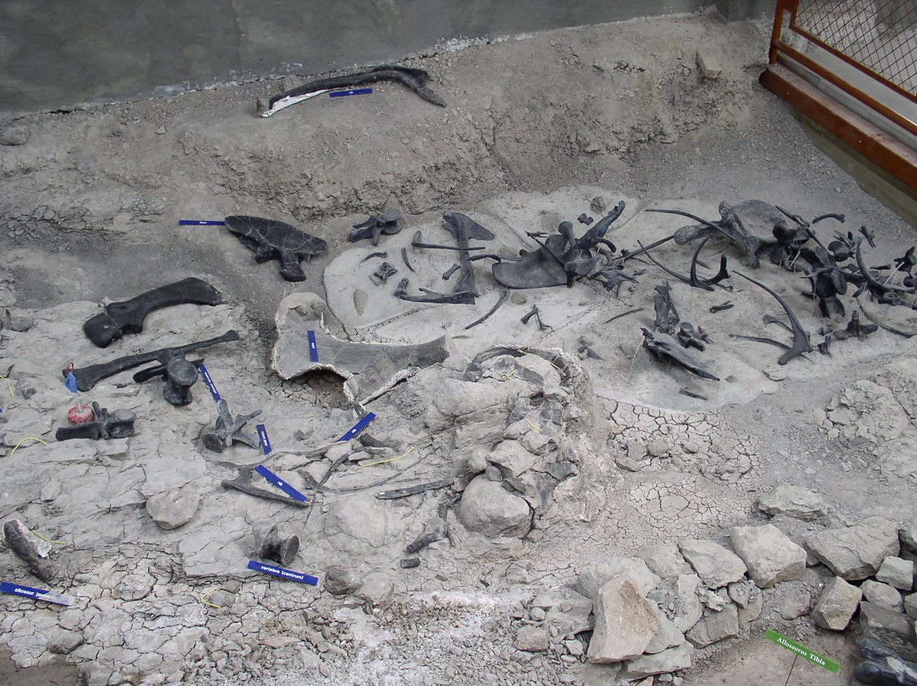 bones exposed in a quarry