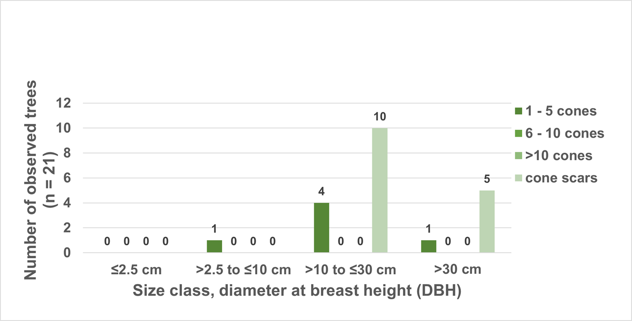 Bar chart showing that most cones were on trees in the 10 to 30 cm dbh size class.