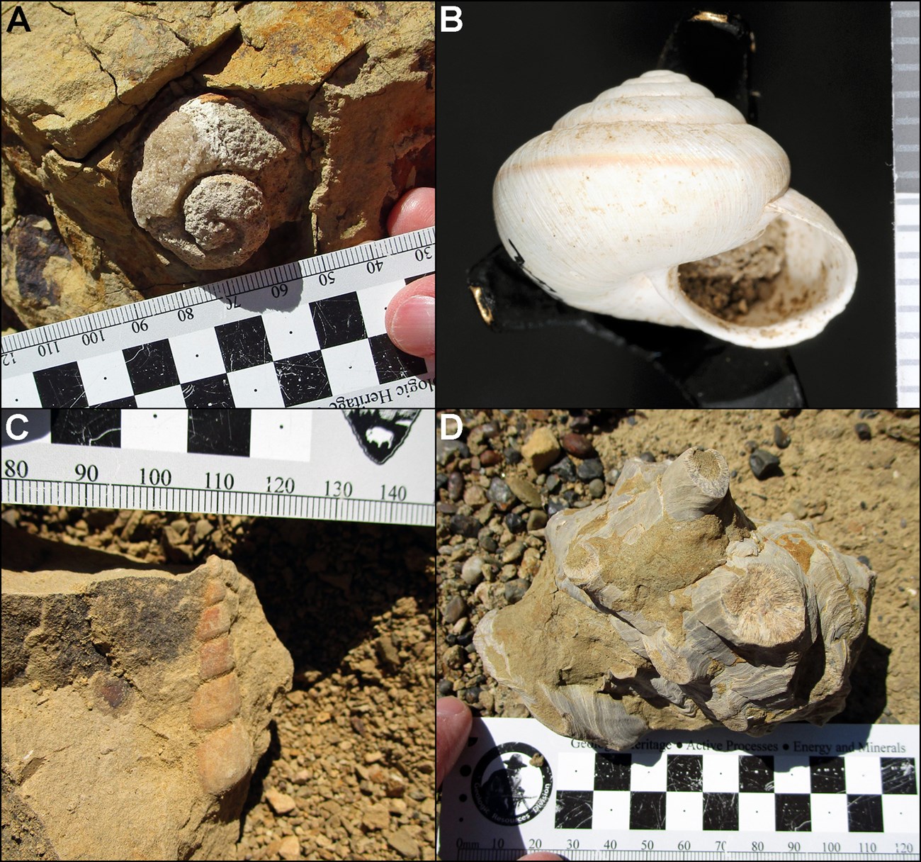 Four photos of fossil shells.