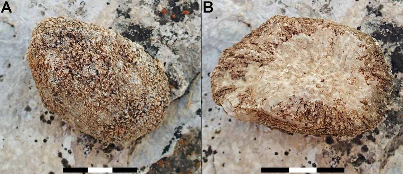 Two photos of fossil sponges.