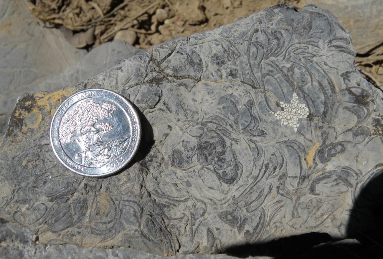 Photo of a rock with fossils and a coin for scale.