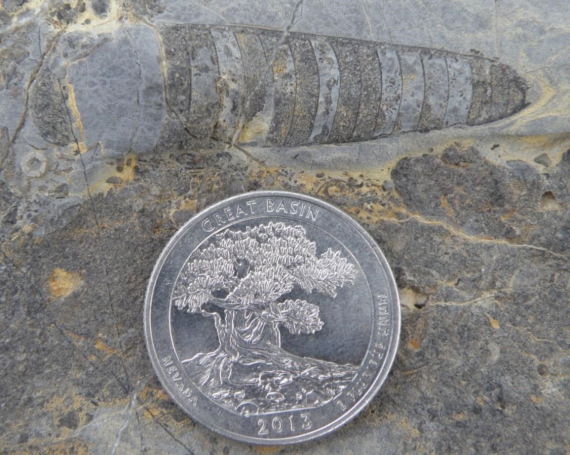 Photo of a small fossil with a coin for scale.