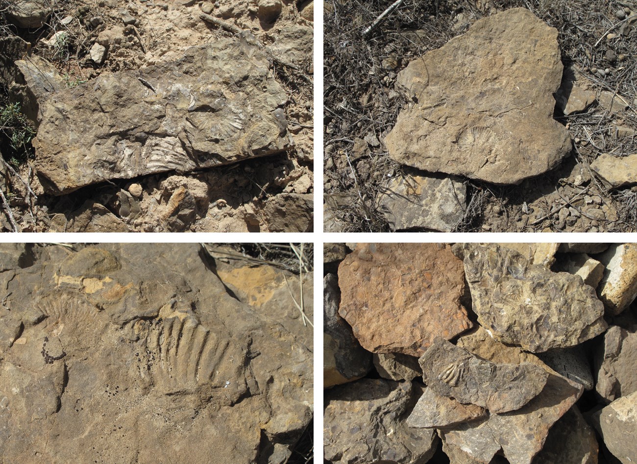 four photos of fossil shells on flat rocks