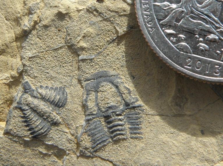 Photo of small fossils with a quarter coin for scale.