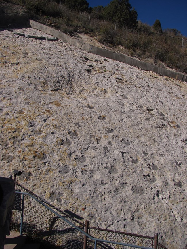 dinosaur tracks in stone