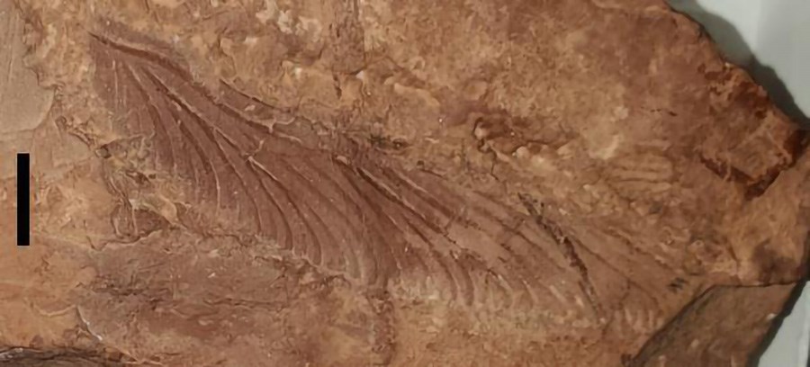 Photo of a fossil insect wing.