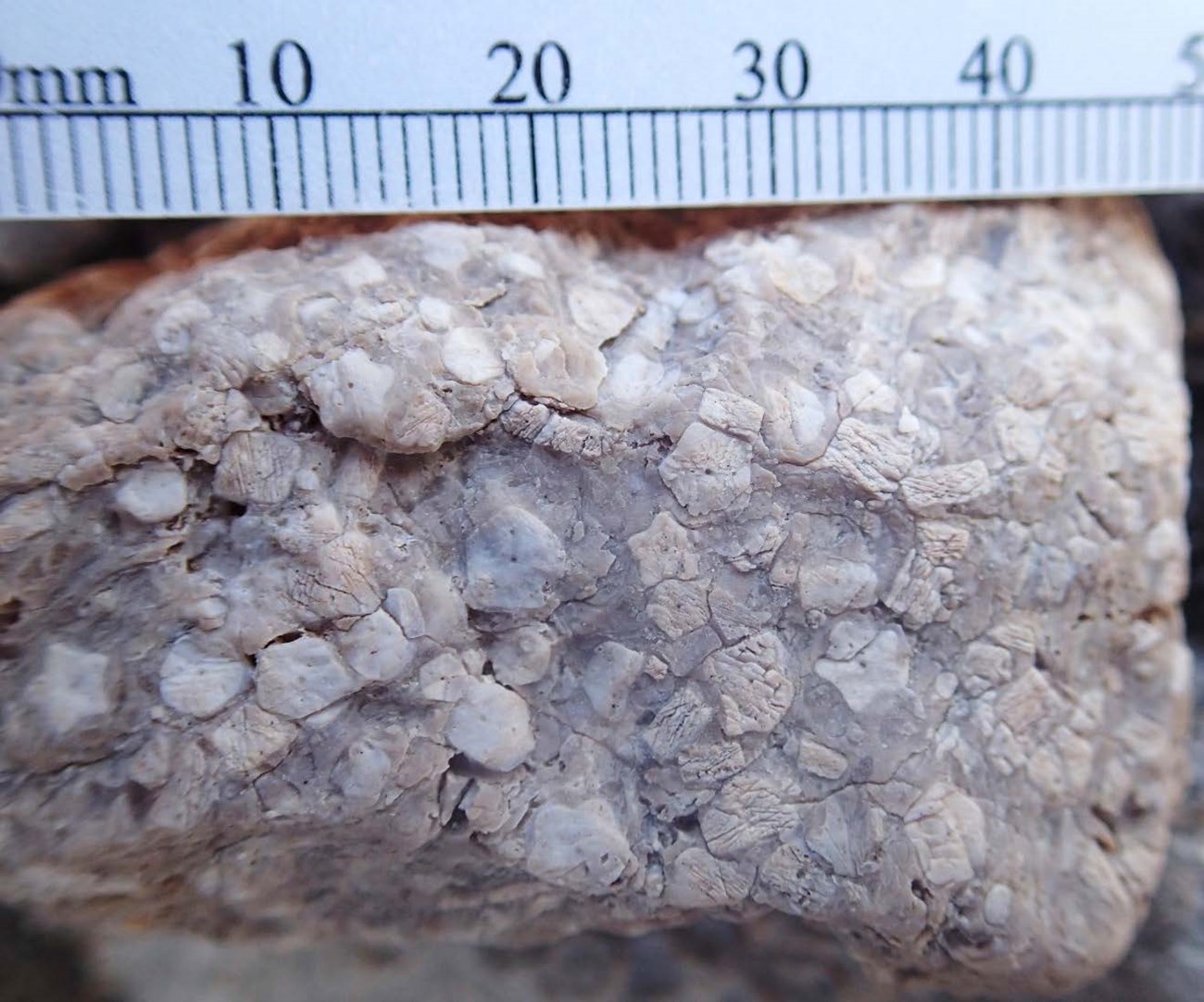 Photo of fossil crinoid columns.
