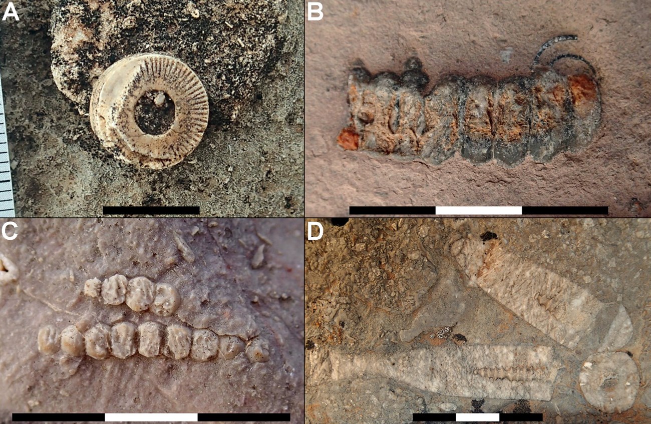 Four photos of fossils.
