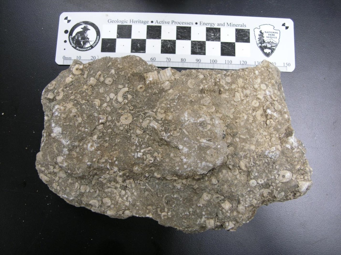 Photo of a rock with a ruler scale bar.