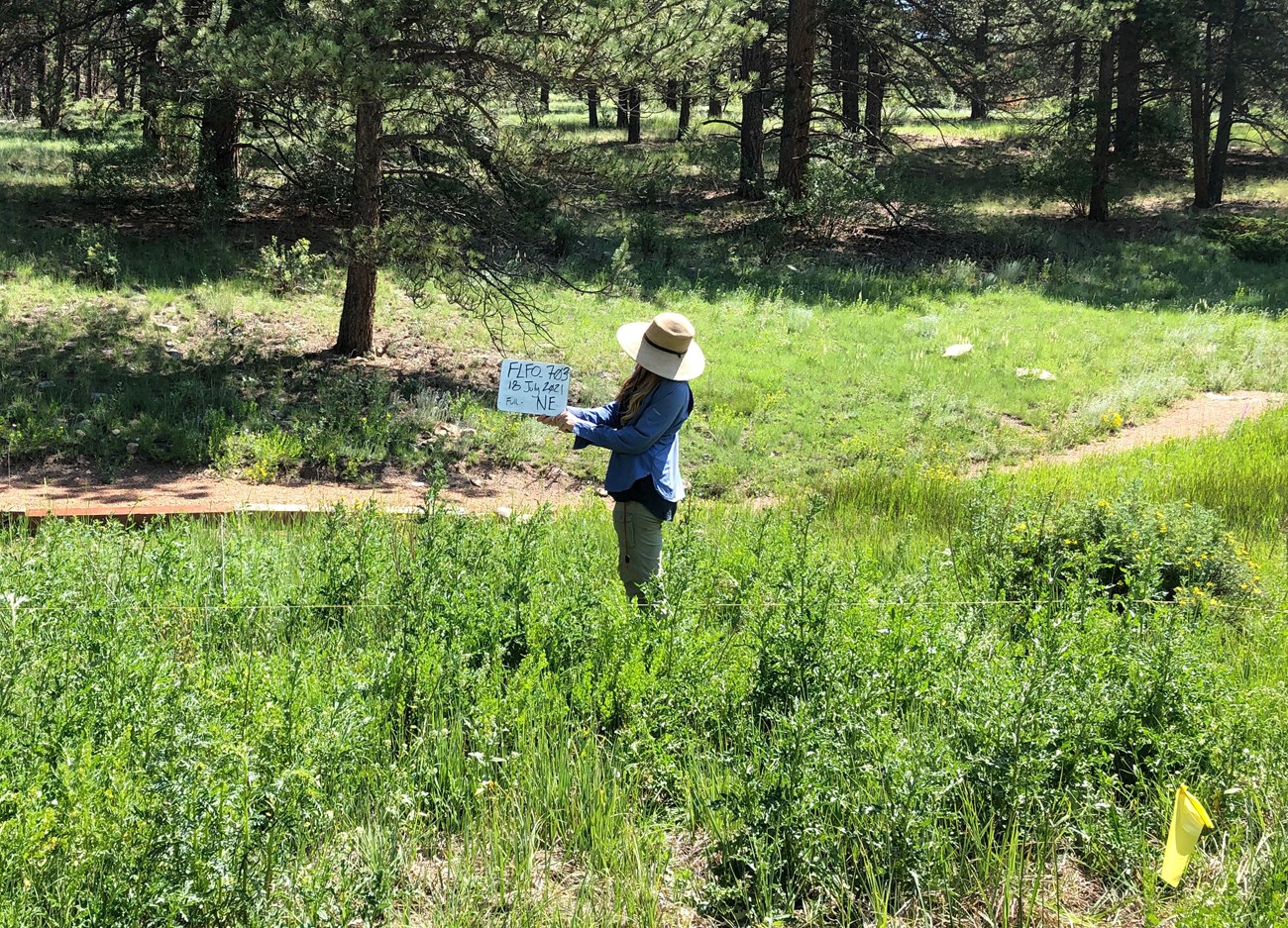 Technician standing in wetland next to a trail.