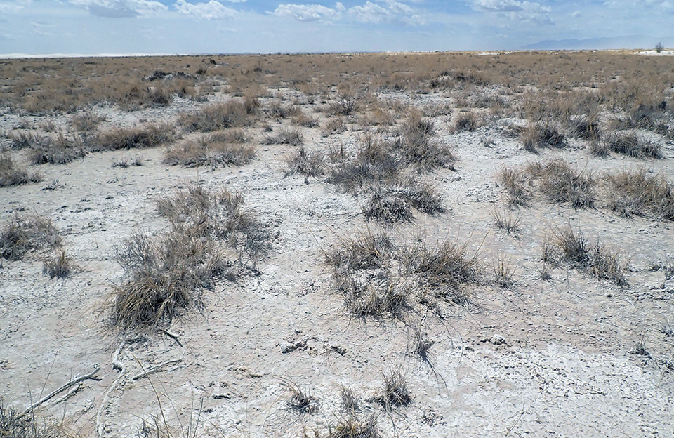A flat, open landscape with whitish, sandy soil dotted with grass clumps.