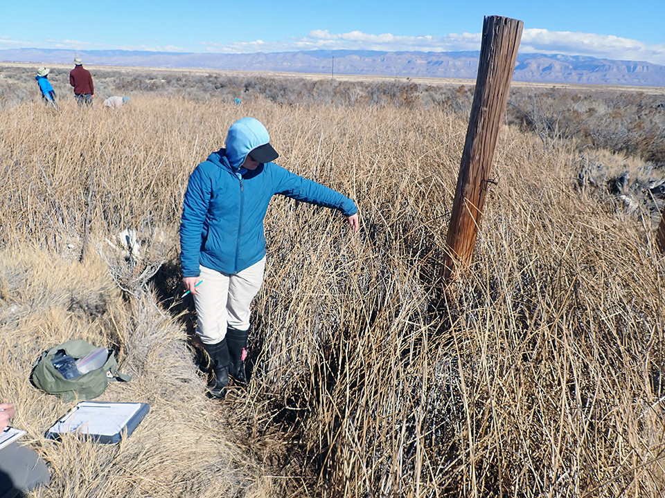 A person pointing to the ground near the base of a wooden post positioned in dense, dried vegetation.
