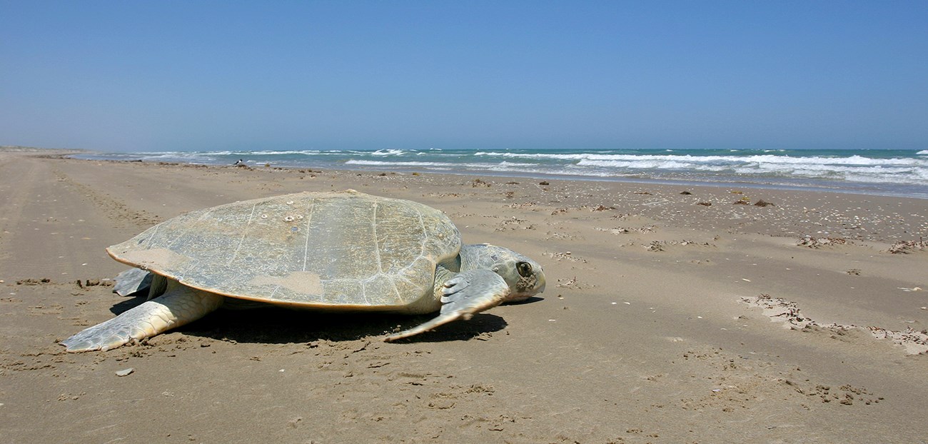 A sea turtle crawls across an empty beach towards the ocean.