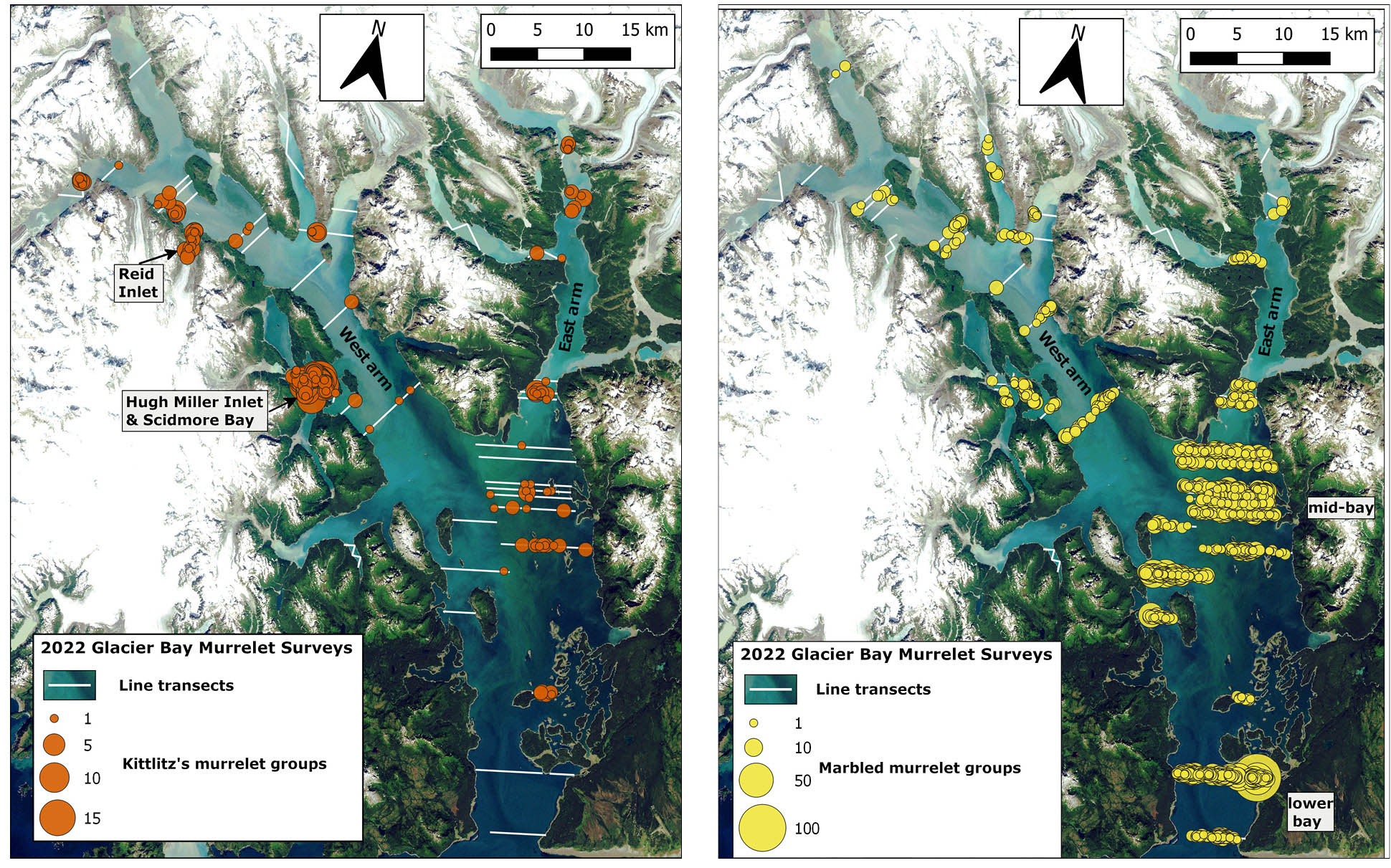 Two side-by-side maps showing murrelet occurrence.