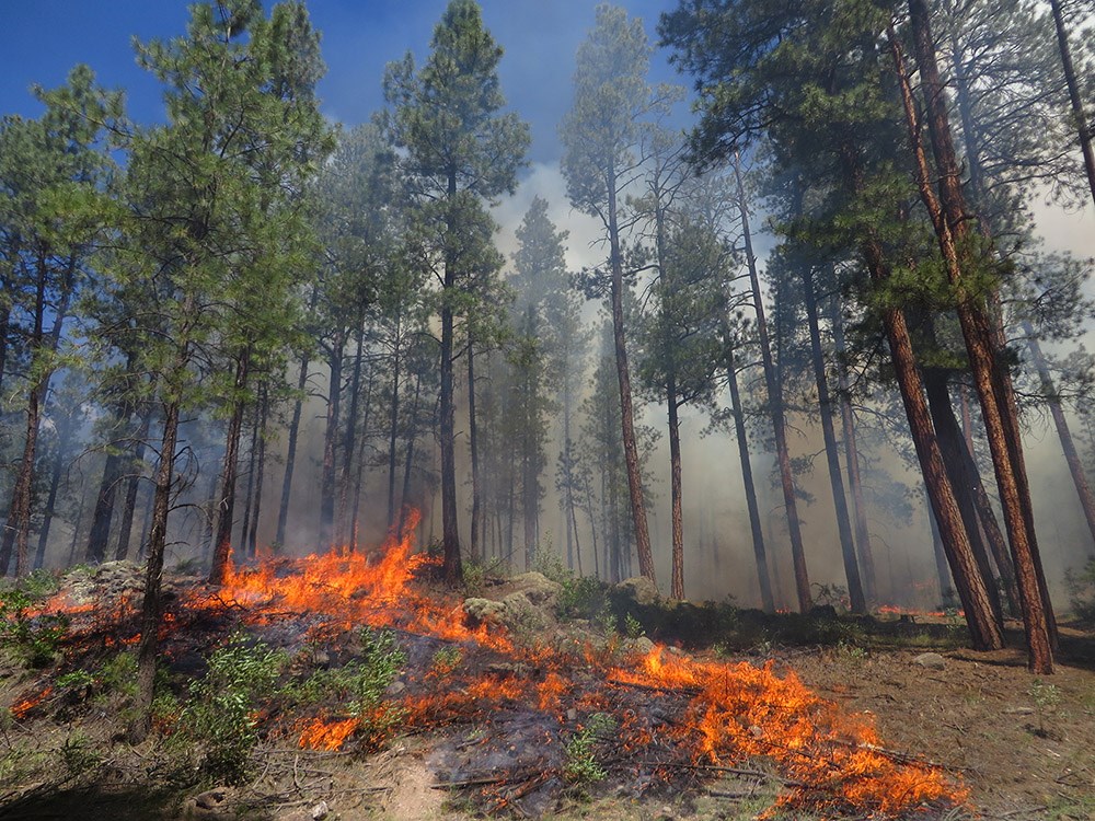 Forest fire burns close to the ground among pine trees.