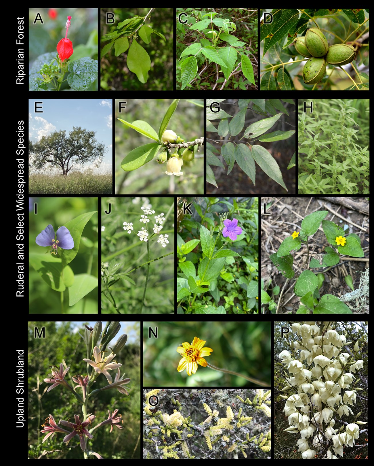 16 plants species that are characteristic of plant communities at San Antonio Missions NHP