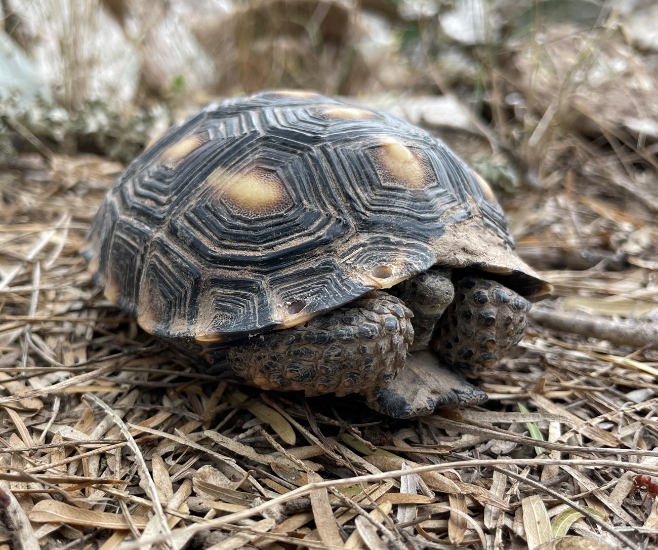 Texas Tortoise Monitoring at Palo Alto Battlefield National Historical ...