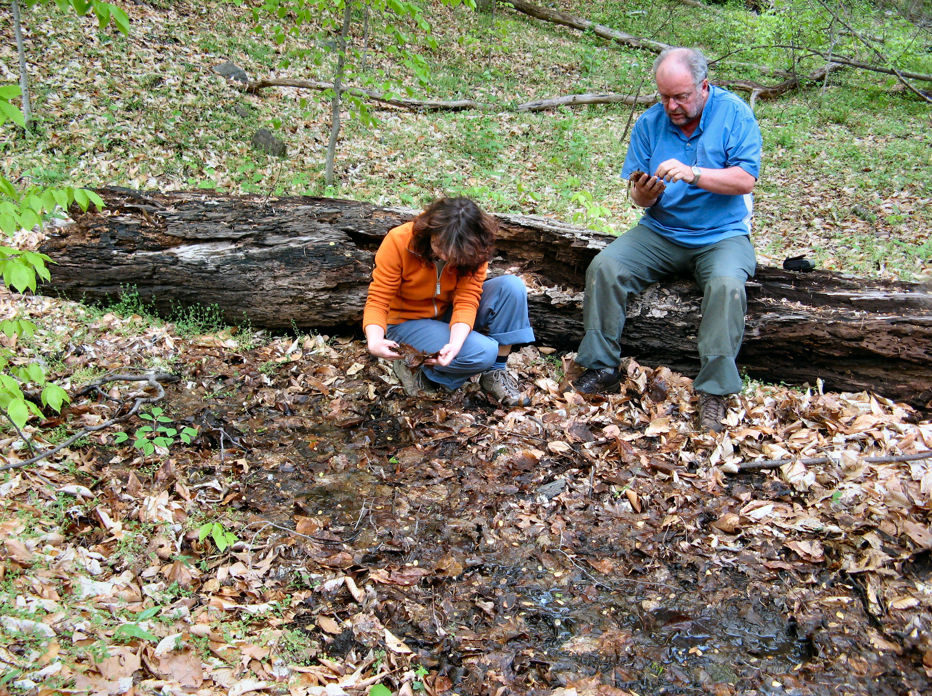 Two people examining wet leaves from a watery spot on the ground in front of them. One person is crouched over the water and the other is seated just behind her on a large rotting log.