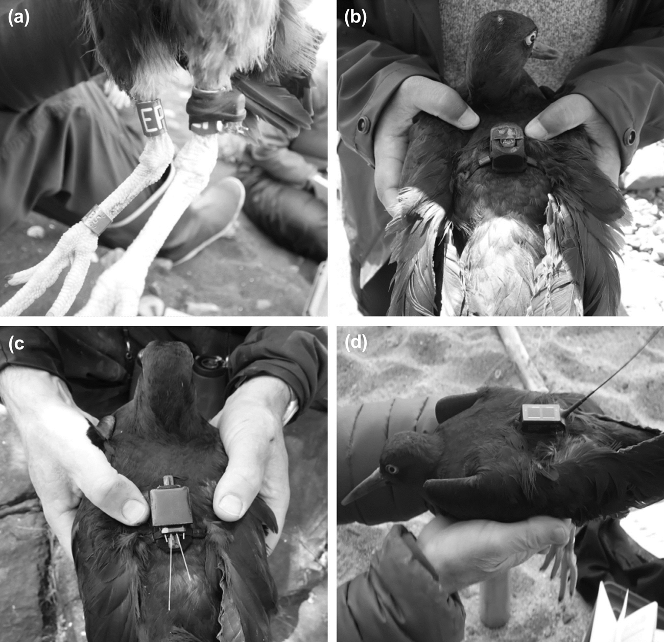 Series of 4 black & white photos of tracking devices on black oystercatchers. One shows a tiny device taped to a band on a bird's upper leg. The others show different devices on birds' backs, like little backpacks, with & without short & long antennas.