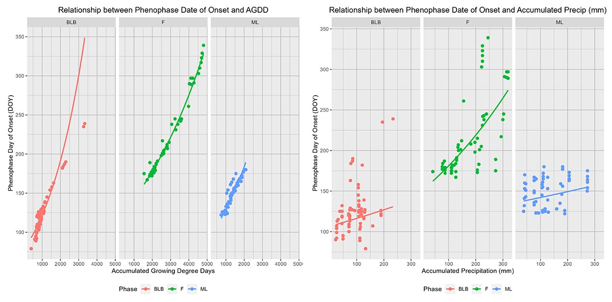 Two graphs that show the relationship between warmth and rain in oak phenology timing.