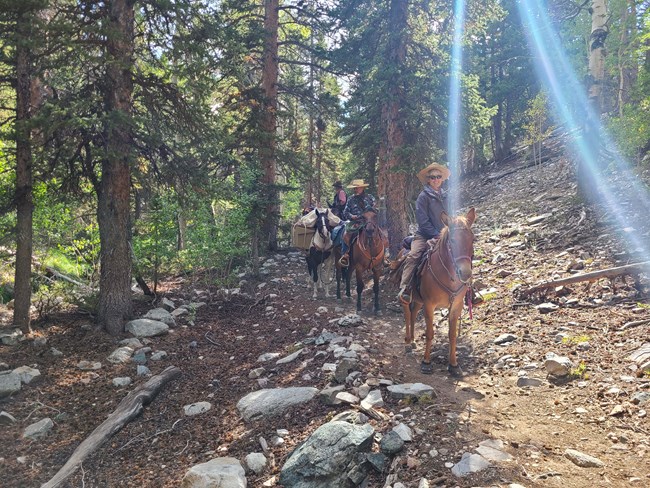 Pack horses traveling down a trail to take supplies to Baker Lake.