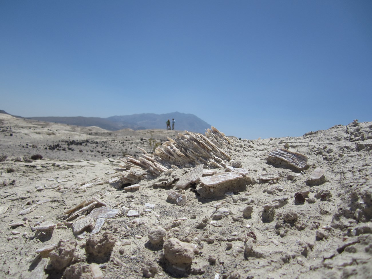 fossils on the ground