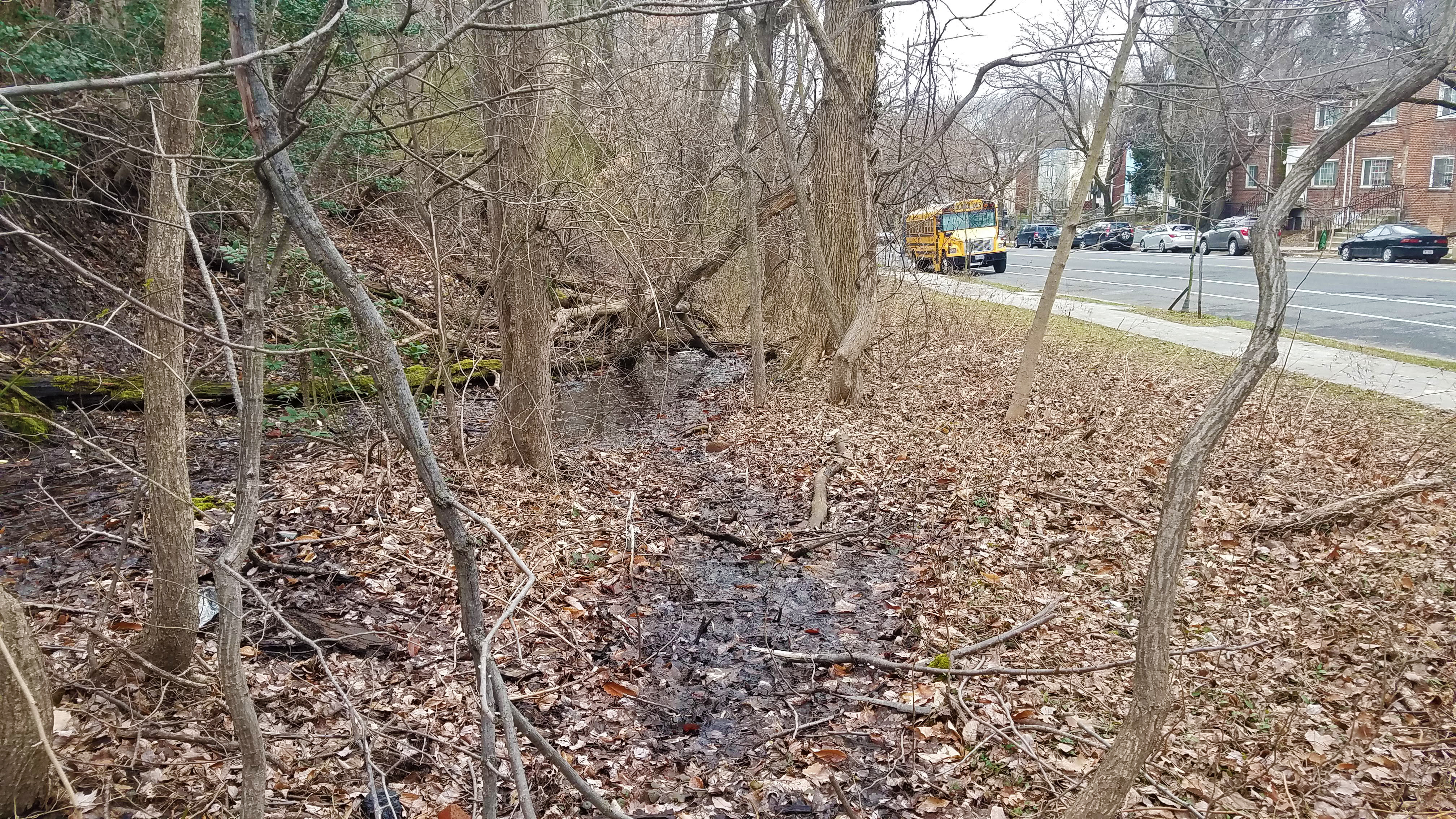 Patches of shallow surface water on a forest floor immediately adjacent to a sidewalk and street with multi-story buildings on the opposite side. Fallen leaves coat the ground, and a school bus is driving down the street.