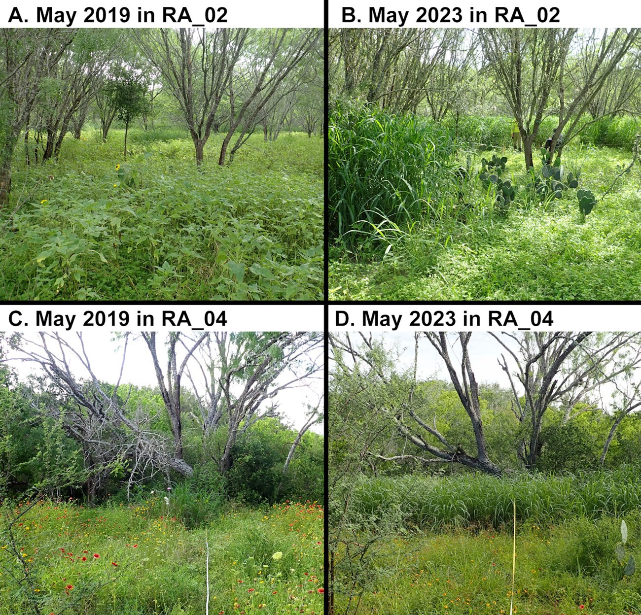 Four photos, two taken in 2019 and two companion photos taken in 2023, showing increase in guinea grass cover.