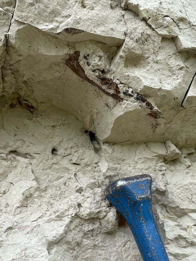 Photo showing detail of rock outcrop with fossils.