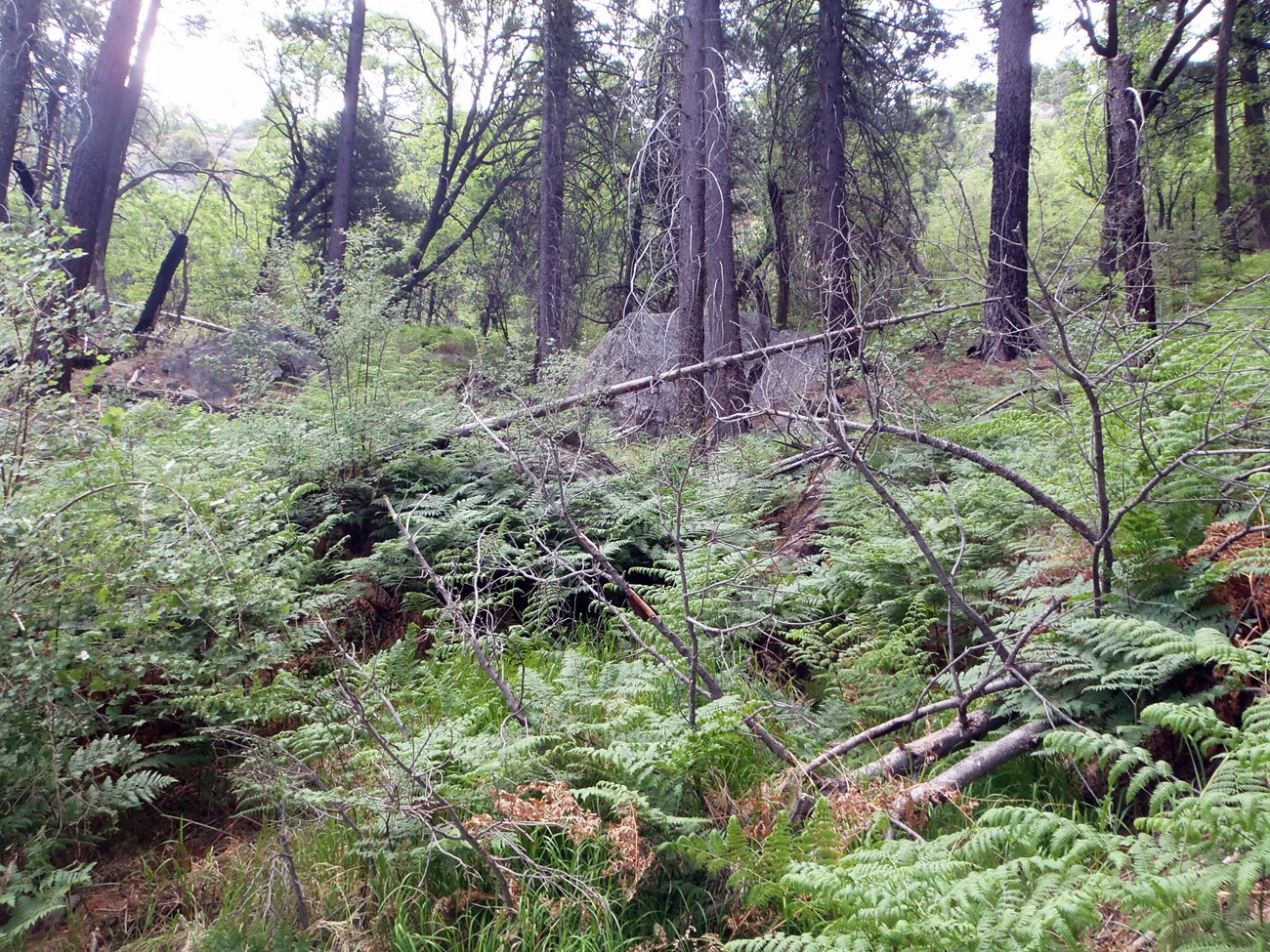 Conifer forest with a dense understory of ferns and grass.