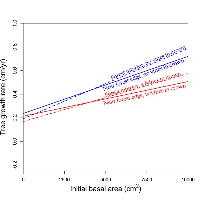 Line graph showing trees without vines in their crowns grow faster than those with vines in their crown.