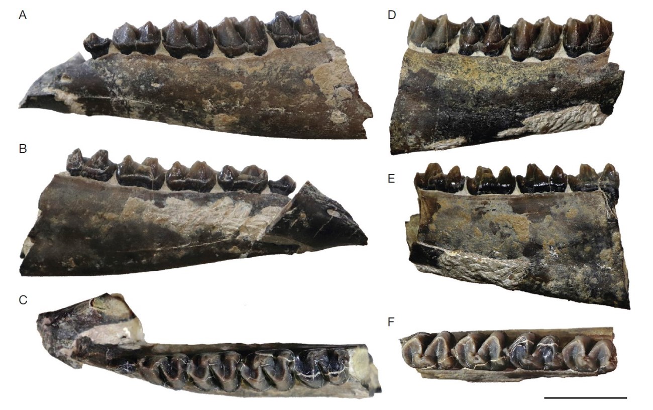 Six photos of fossil jaw bones.