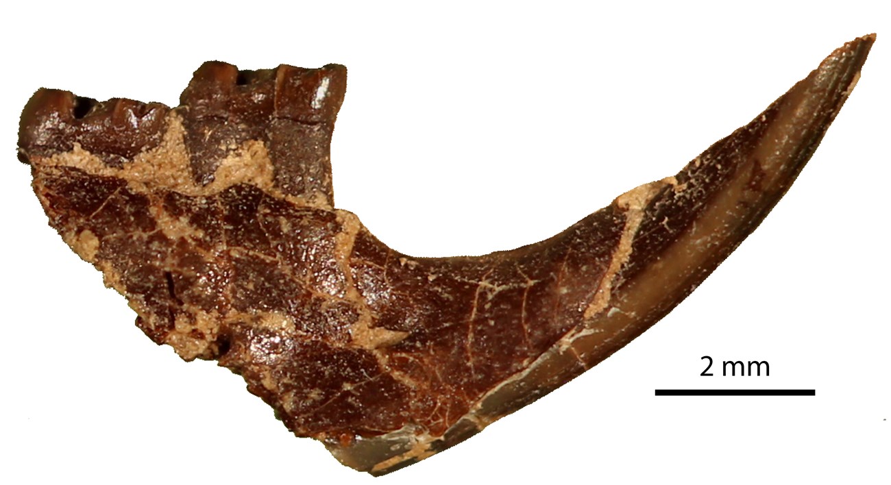 Photo of a fossil jaw bone.