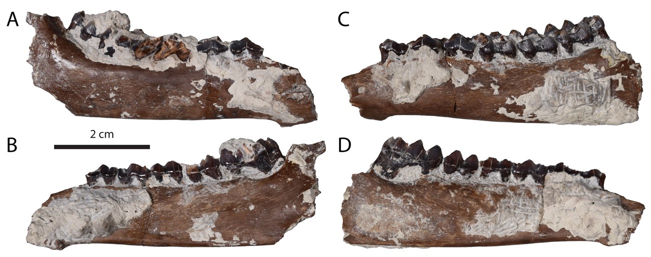 Four images of fossil jawbones.