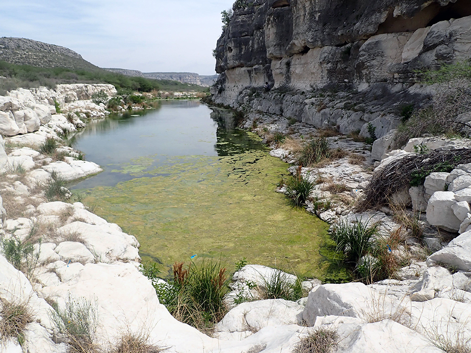 Figure 6. An elongated pool with algae covering approximately half of its surface, surrounded on three sides by white and grey rock dotted with patches of green vegetation.