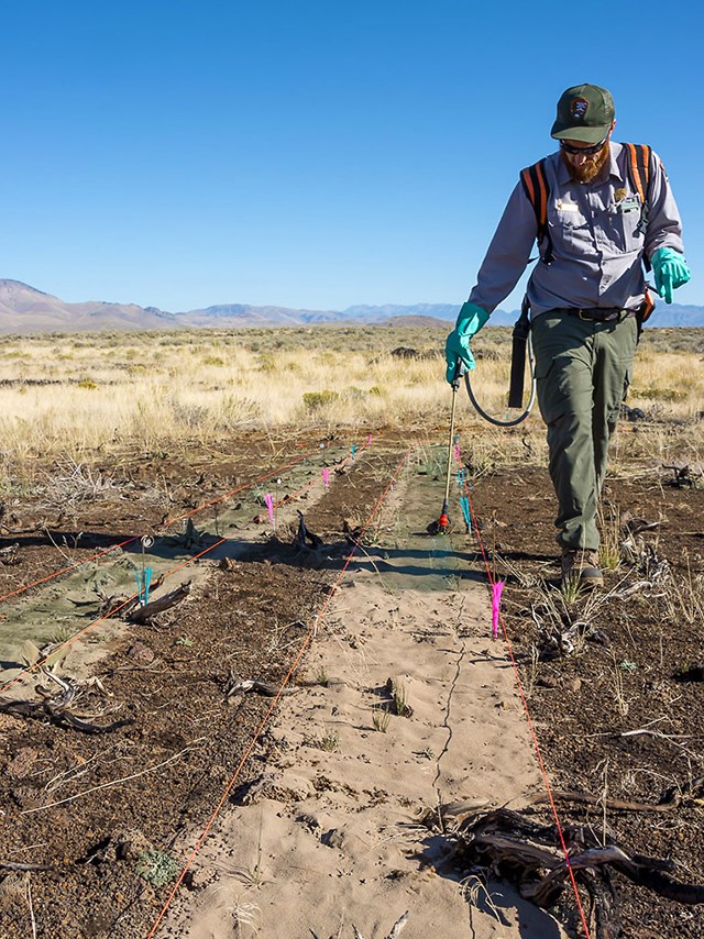 NPS staff person walking along a strip of land littered with the occasional charred branch and marked off with red string, spraying a greenish substance over the strip's sandy soil. Behind him is a vast expanse of shrubland backed by mountains.