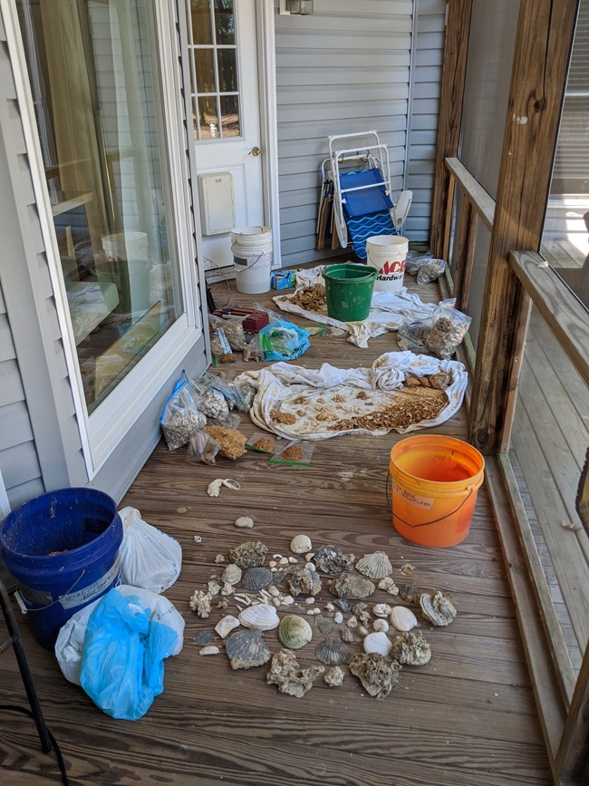 fossils spread on a wood deck for sorting